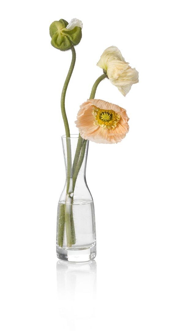 flowers three colourful flowers